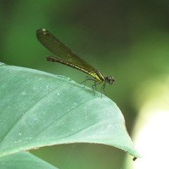 Heliocypha fenestrata