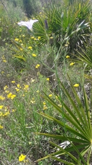 Chamaerops humilis