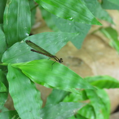 Heliocypha fenestrata