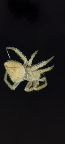 Eriophora edax