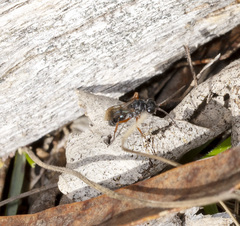 Sphictostethus geevestoni
