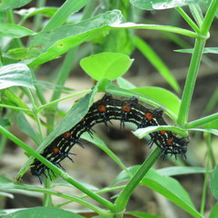 Doleschallia bisaltide