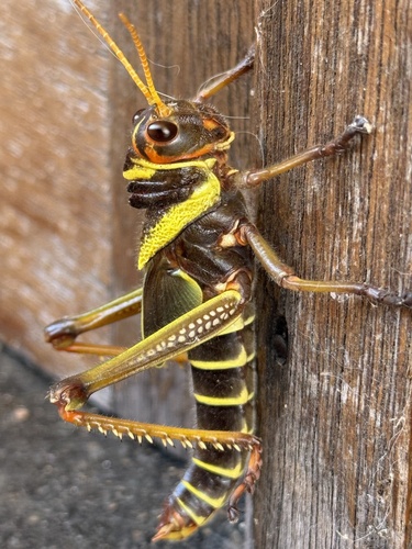 Violet-winged Grasshopper