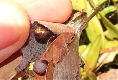 Araneae