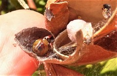Araneae