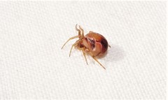 Araneae
