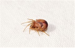 Araneae