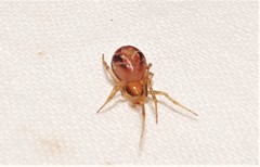 Araneae