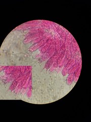 Laccaria laccata pallidifolia