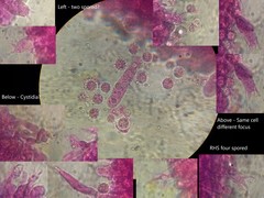Laccaria laccata pallidifolia