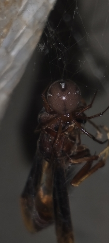 Red House Spider