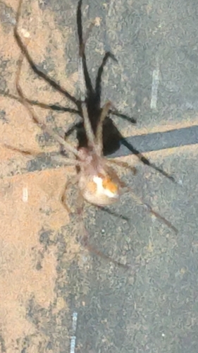 Brown Widow