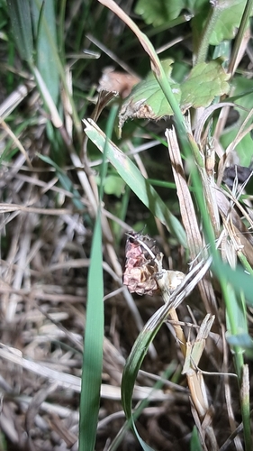 European Glow-worm, 5926 PC Venlo, Países Baixos, photo 7 of 10