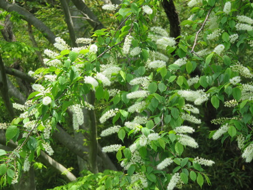 Prunus grayana, photograph 1