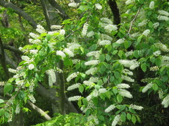 Prunus grayana, photograph (c) Timur Kalininsky, some rights reserved (CC BY)