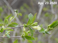 Weigela subsessilis