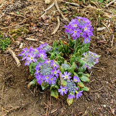 Primula denticulata