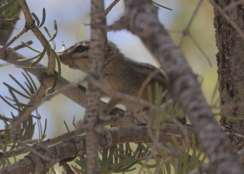 California Chipmunk observed by samrawlins