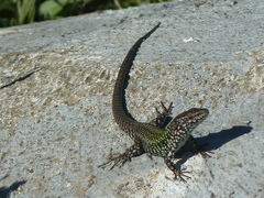 Podarcis muralis nigriventris