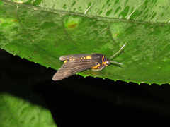 Amsactoides guangxica