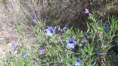Lithodora fruticosa