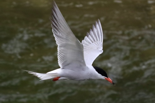 Common Tern