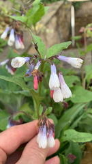 Symphytum × hidcotense