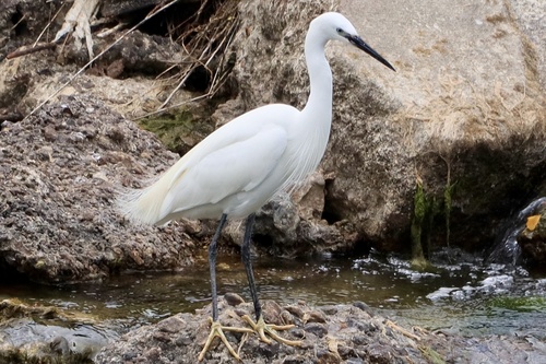 Little Egret