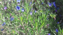 Lithodora fruticosa