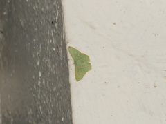 Comostola meritaria