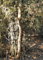 Phyllanthus emblica