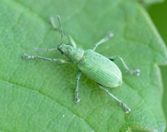 Polydrusus planifrons