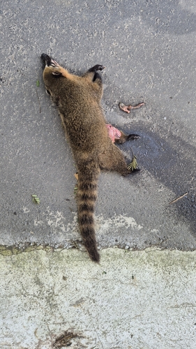 South American Coati