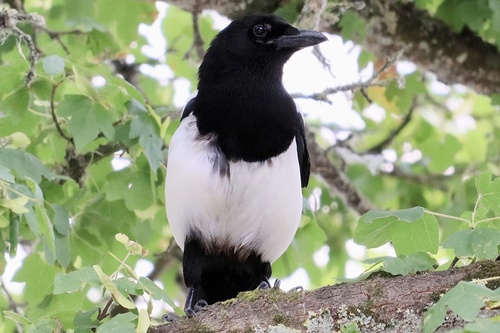 Eurasian Magpie