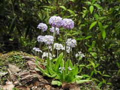 Primula denticulata
