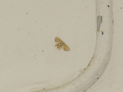 Dysaethria flavistriga