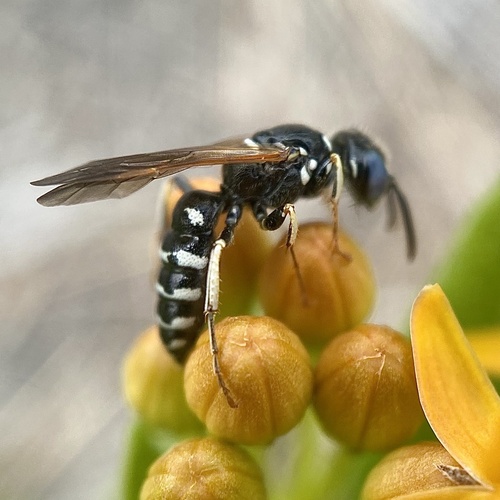 Philanthus politus photo 4