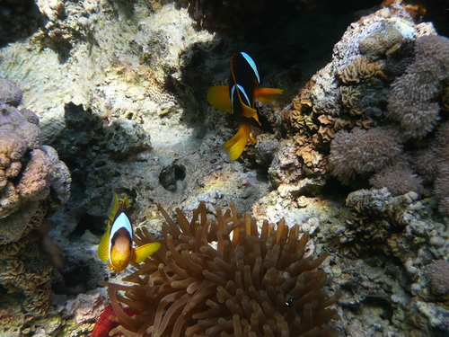 Amphiprion bicinctus