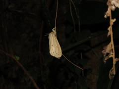 Laelia anamesa