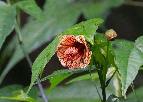 Callianthe picta