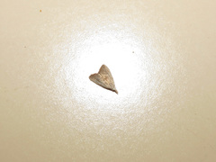 Meganola brunellus