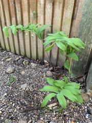 Polygonatum × hybridum
