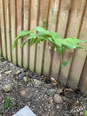 Polygonatum × hybridum