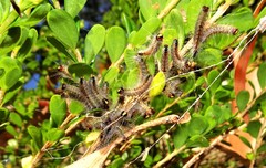 Lepidoptera