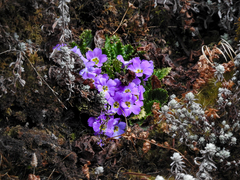 Primula gracilipes