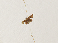 Phazaca leucocera