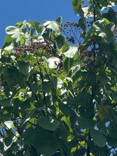 Melochia umbellata observed 2026-06-18