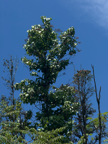 Melochia umbellata observed 2026-06-18