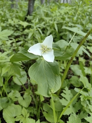 Trillium camschatcense, photograph (c) Константин Шатилов, some rights reserved (CC BY)