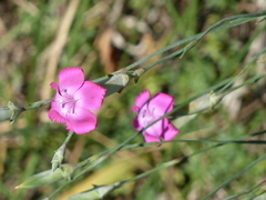 Dianthus longicaulis